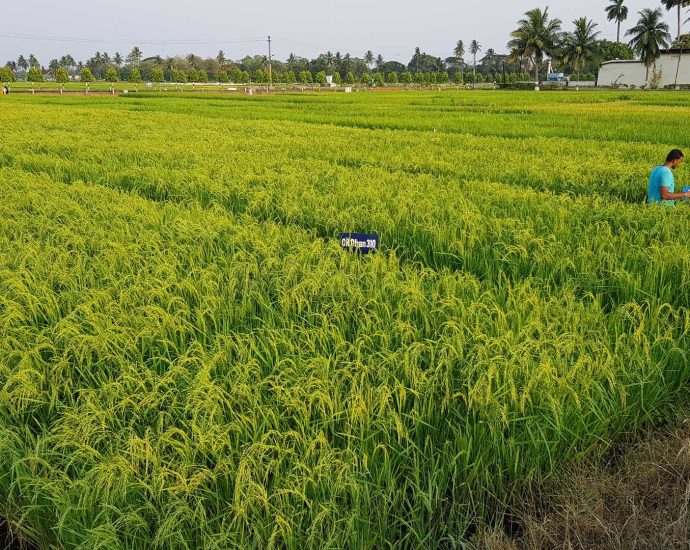 arsenic-remains-a-persistent-challenge-for-the-rice-industry