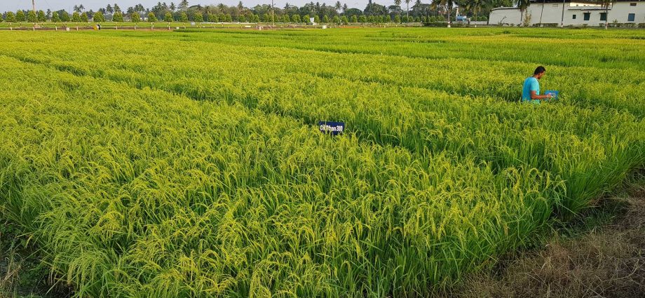 arsenic-remains-a-persistent-challenge-for-the-rice-industry