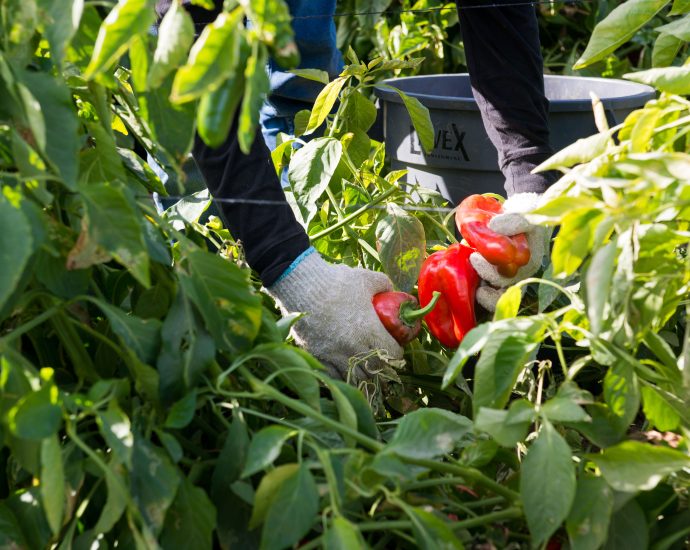 They Harvest the Nation’s Food, but a New Rule May Strip Them of Health Insurance