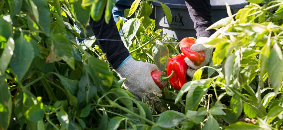 They Harvest the Nation’s Food, but a New Rule May Strip Them of Health Insurance