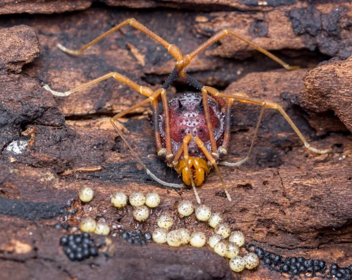 spider-like-creatures-help-uncover-the-surprising-origins-of-fatherhood