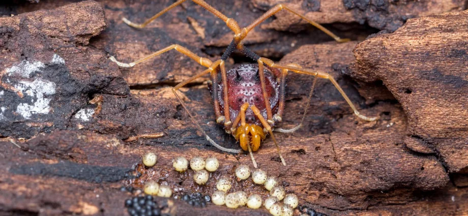 spider-like-creatures-help-uncover-the-surprising-origins-of-fatherhood