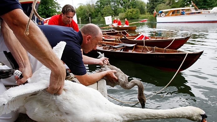 king’s-swan-upping-on-the-thames-shows-healthy-cygnets-but-rising-litter