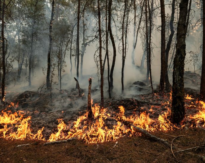 photos:-wildfires-ravage-historic-forest-near-paris
