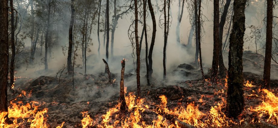 photos:-wildfires-ravage-historic-forest-near-paris
