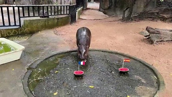 pygmy-hippo-in-thailand-predicts-france-vs-argentina-world-cup-final