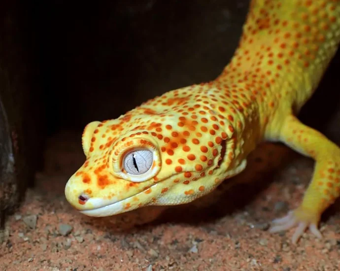 this-pet-gecko-could-help-scientists-unlock-the-secrets-of-cancer