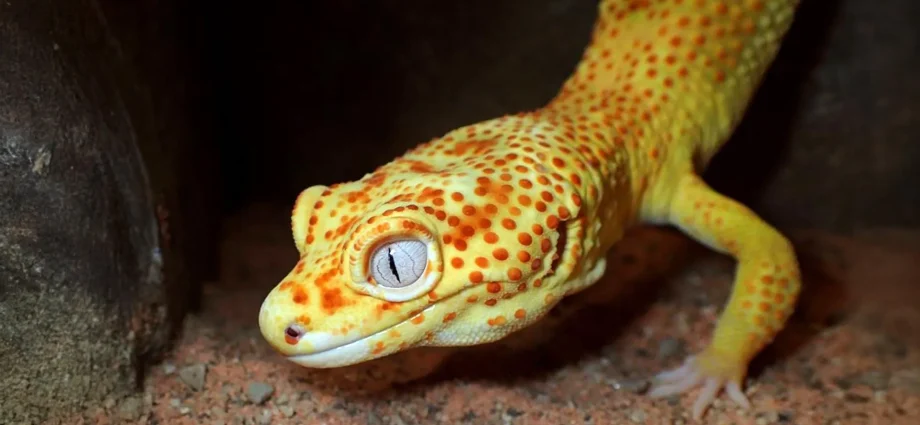 this-pet-gecko-could-help-scientists-unlock-the-secrets-of-cancer