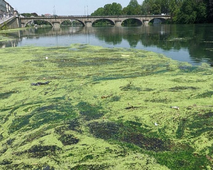 po-river-choked-by-algae-bloom-as-italy-battles-heat-and-navigability-woes