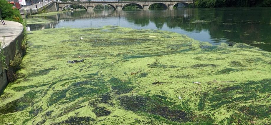 po-river-choked-by-algae-bloom-as-italy-battles-heat-and-navigability-woes