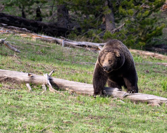 feds-transfer-grizzly-bear-management-to-states