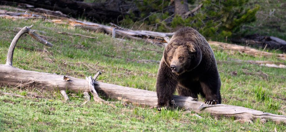 feds-transfer-grizzly-bear-management-to-states