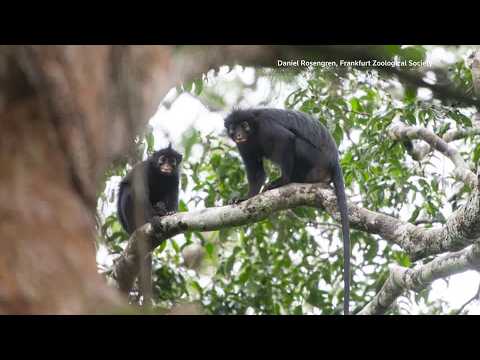 newly-identified-monkey-species-found-in-congo