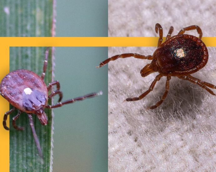 why-the-tick-population-is-increasing-—-and-diseases-are-spreading-—-in-different-areas