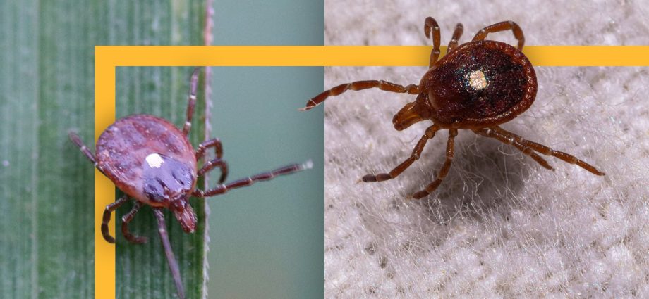 why-the-tick-population-is-increasing-—-and-diseases-are-spreading-—-in-different-areas