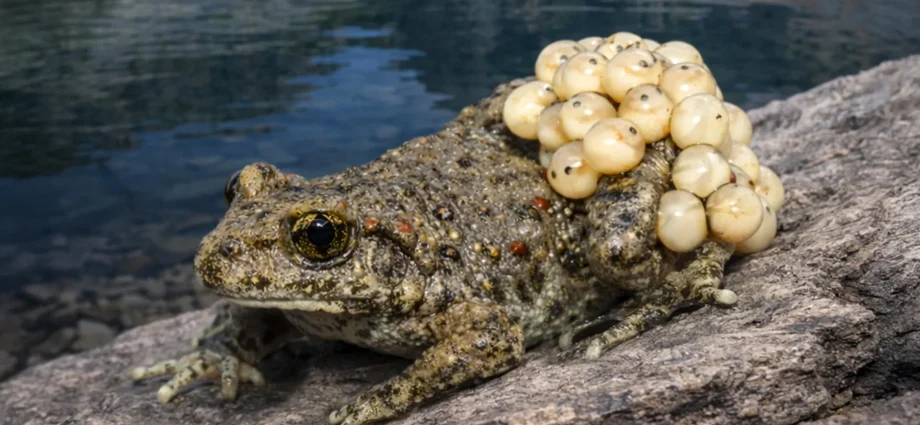 scientists-finally-solved-why-some-frogs-survive-a-deadly-fungus