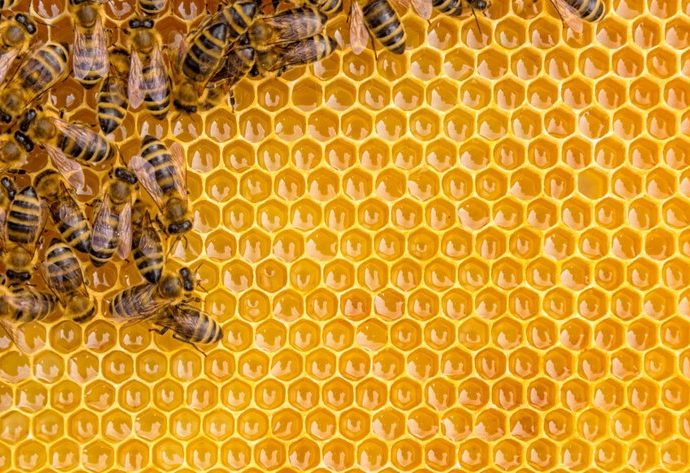 shutting-down-federal-bee-labs-threatens-the-us-food-system