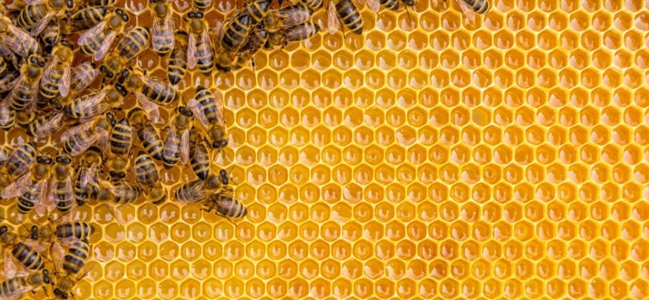 shutting-down-federal-bee-labs-threatens-the-us-food-system