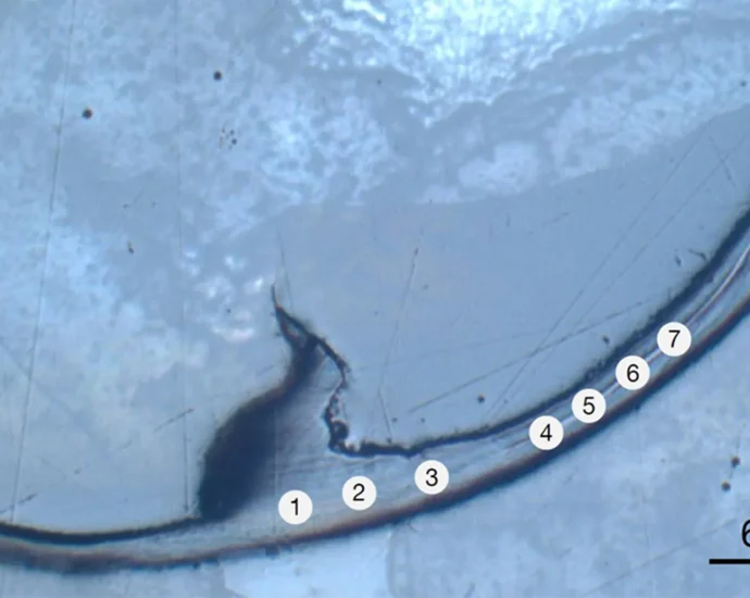 this-ancient-sea-worm-has-“bio-metal”-jaws-unlike-anything-scientists-have-seen