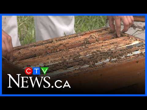 understanding-how-climate-change-impacts-honeybee-populations