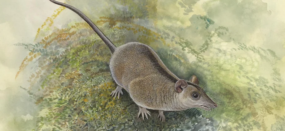 scientists-just-discovered-a-lost-branch-of-australia’s-marsupials