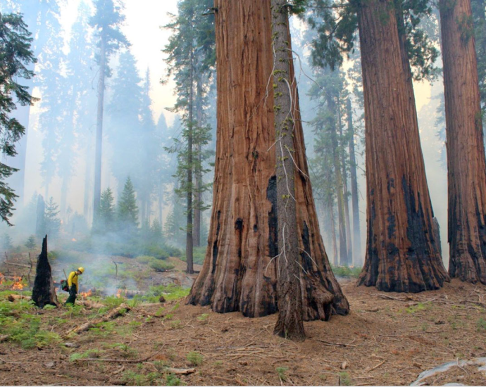 nasa-funded study shows how-controlled burns help sequoias survive-wildfires