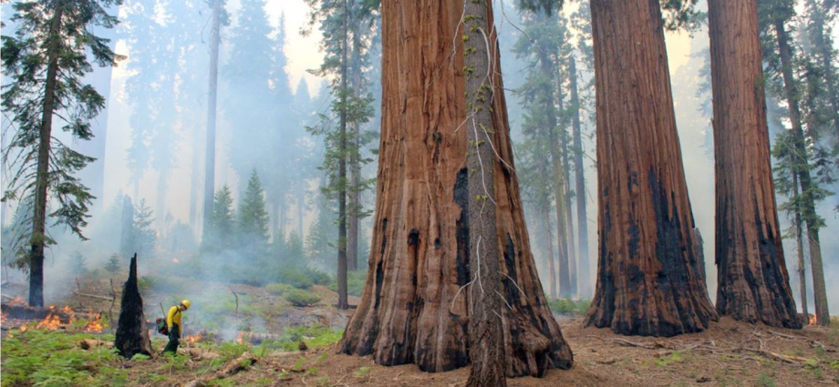 nasa-funded study shows how-controlled burns help sequoias survive-wildfires
