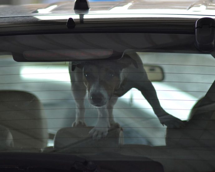 Why You Should Never Leave A Pet In A Parked Car