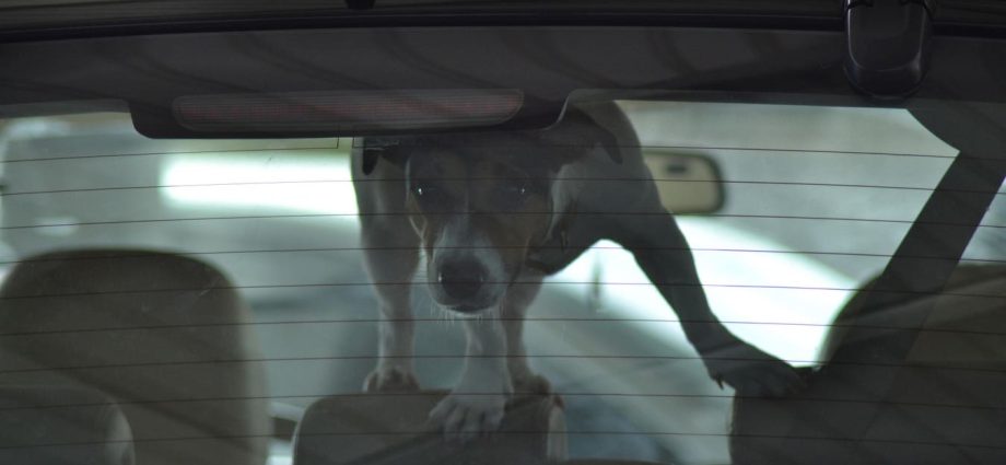 Why You Should Never Leave A Pet In A Parked Car