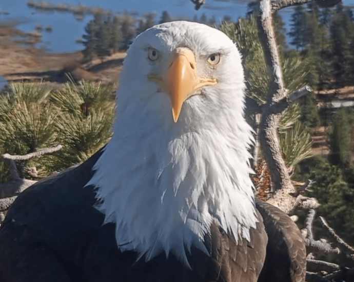 Bald eagle Jackie rescued after fight with other birds