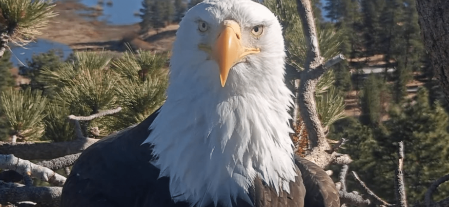 Bald eagle Jackie rescued after fight with other birds