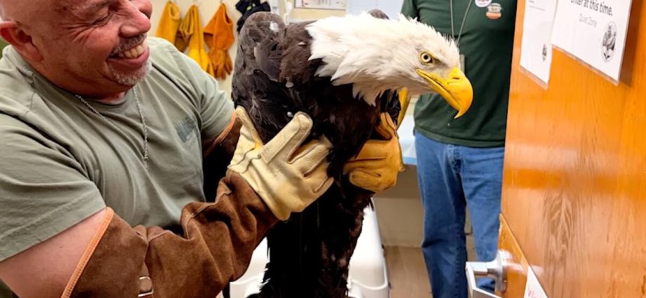 found-weak-and-disheveled,-rescued-eagle-—-probably-big-bear’s-jackie-—-receiving-care-in-ojai