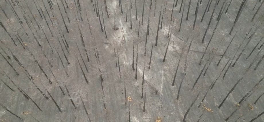 drone-shows-scorched-landscape-after-spain-wildfire