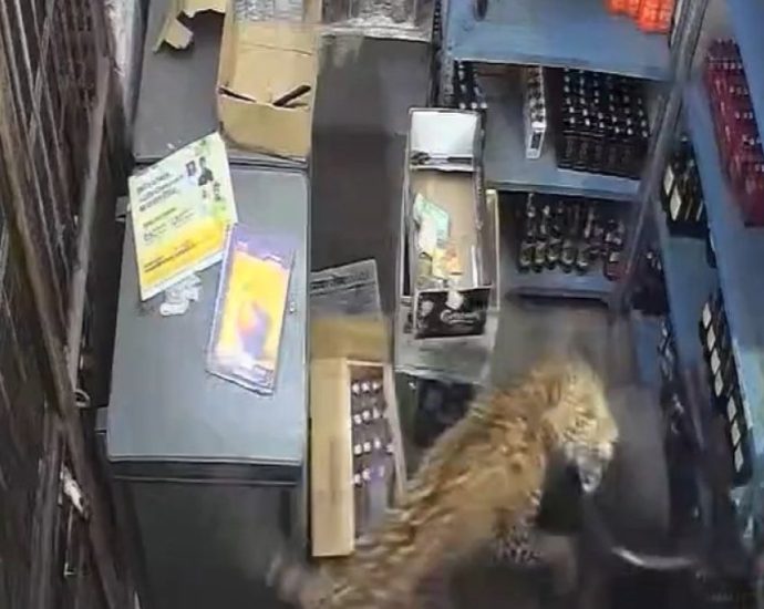 leopard-caught-on-camera-storming-into-a-store-in-rajasthan,-india