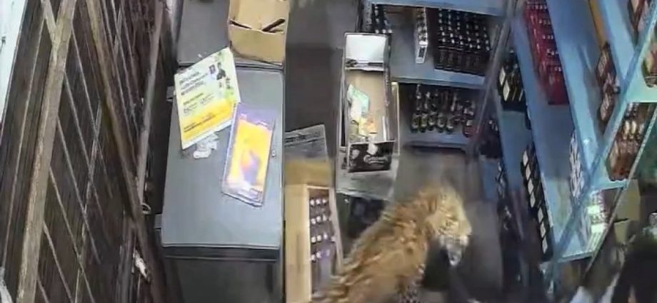 leopard-caught-on-camera-storming-into-a-store-in-rajasthan,-india