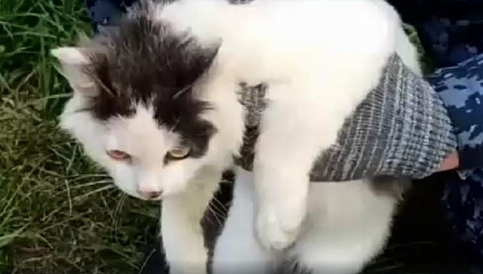 russian-prison-intercepts-cat-used-to-smuggle-drugs-into-penal-colony