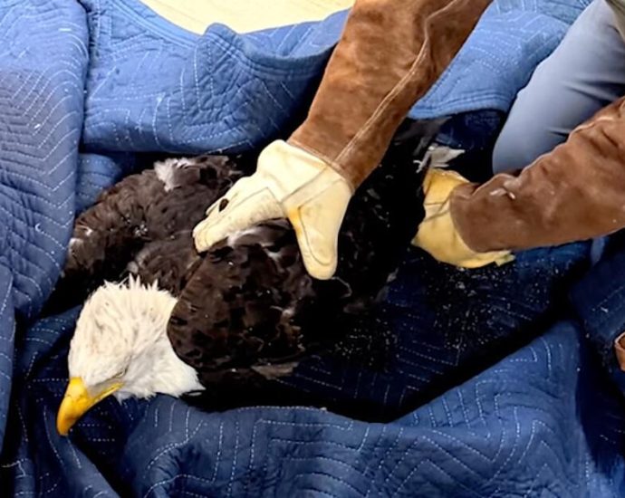 rescued-eagle-jackie-battles-anemia,-inflammation.-‘it’s-too-early-to-predict-the-outcome’