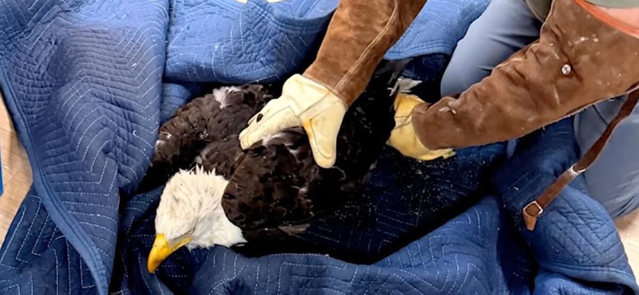 rescued-eagle-jackie-battles-anemia,-inflammation.-‘it’s-too-early-to-predict-the-outcome’
