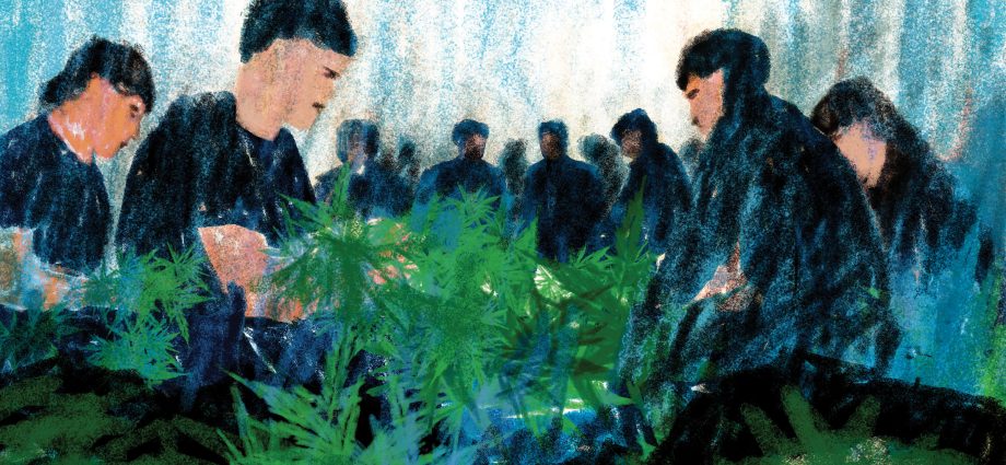 the-chinese-immigrants-trafficked-on-new-mexico’s-weed-farms