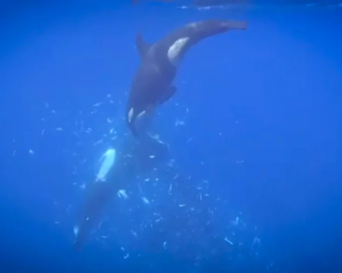 orcas-filmed-smashing-giant-sunfish-into-thousands-of-pieces