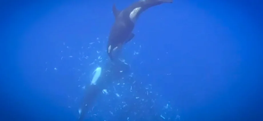 orcas-filmed-smashing-giant-sunfish-into-thousands-of-pieces