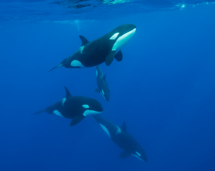 Orcas smash dead sunfish into bite-sized pieces