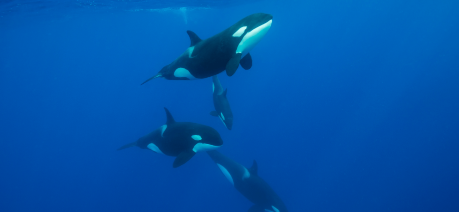 Orcas smash dead sunfish into bite-sized pieces