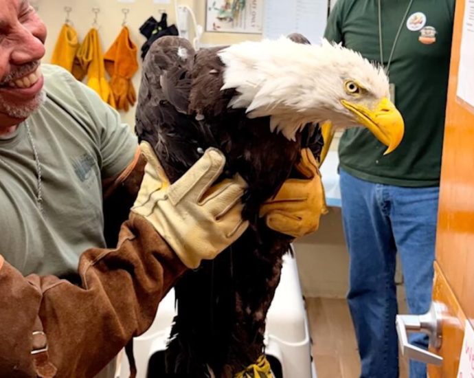 still-in-critical-condition,-big-bear-eagle-jackie-gets-life-saving-blood-transfusion