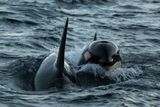 Orcas Make a Dead Sunfish Explode With a Coordinated Body Slam, Possibly to Feed Juveniles or Just Have Fun