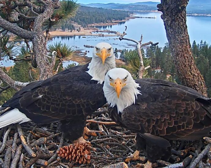 with-big-bear-eagle-ailing,-openai-co-founder-drops-$5.5m-to-buy-land-near-nest