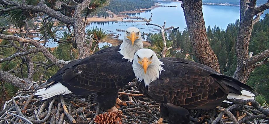 with-big-bear-eagle-ailing,-openai-co-founder-drops-$5.5m-to-buy-land-near-nest