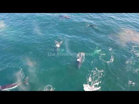 caught-on-camera:-a-300-strong-humpback-whale-supergroup-gathering-to-feed