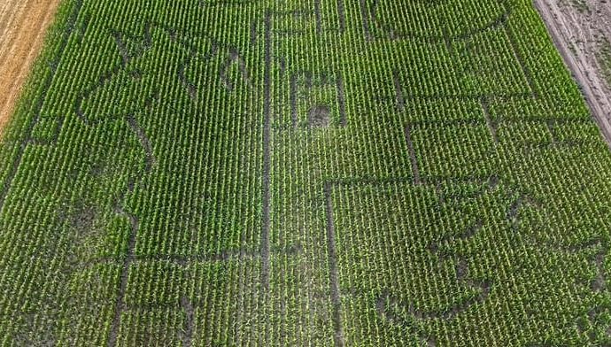 hungary-opens-fairy-tale-themed-4.5-hectare-corn-maze-for-visitors-to-explore