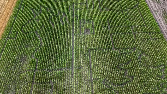 hungary-opens-fairy-tale-themed-4.5-hectare-corn-maze-for-visitors-to-explore